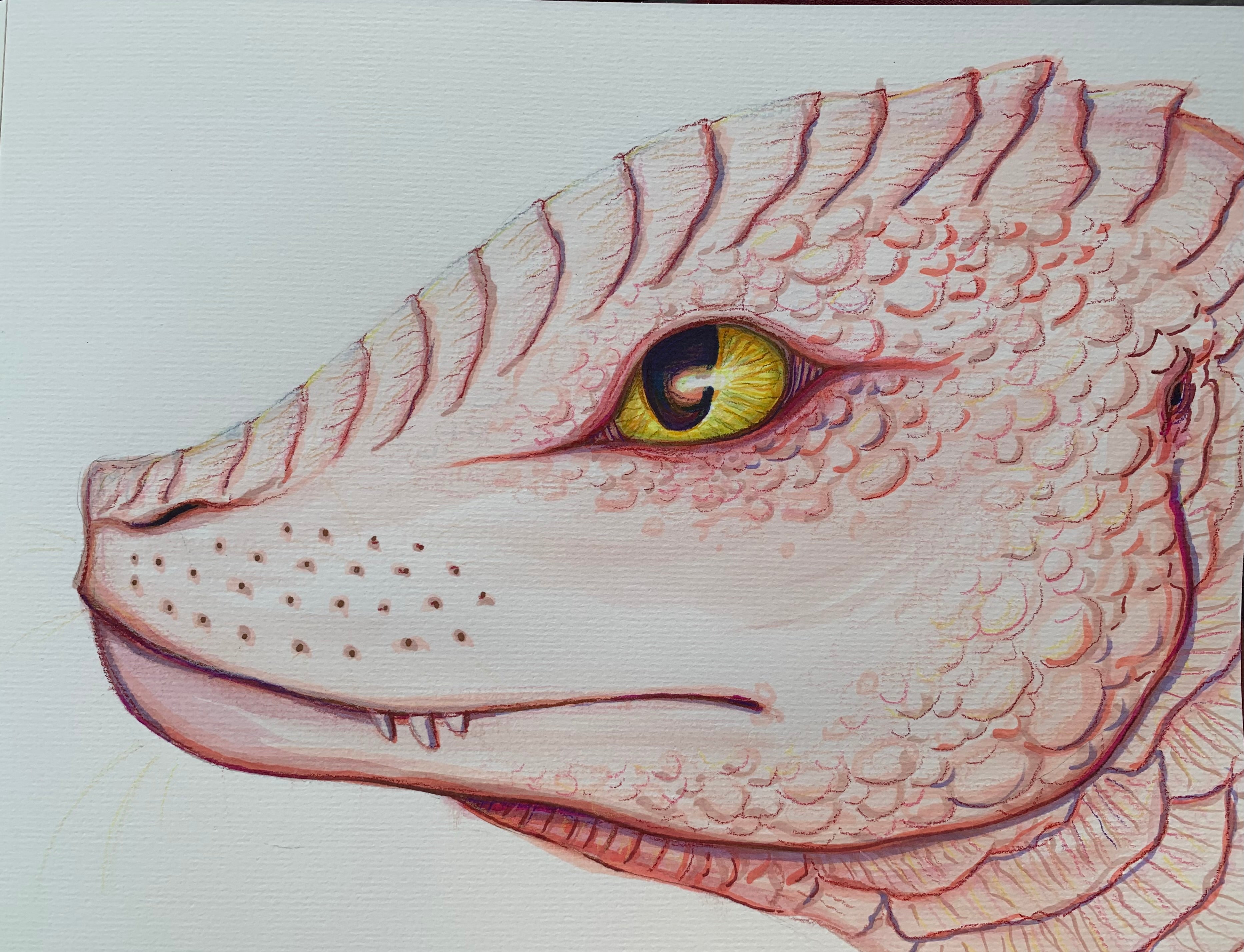 Pink Sea Dragon Print